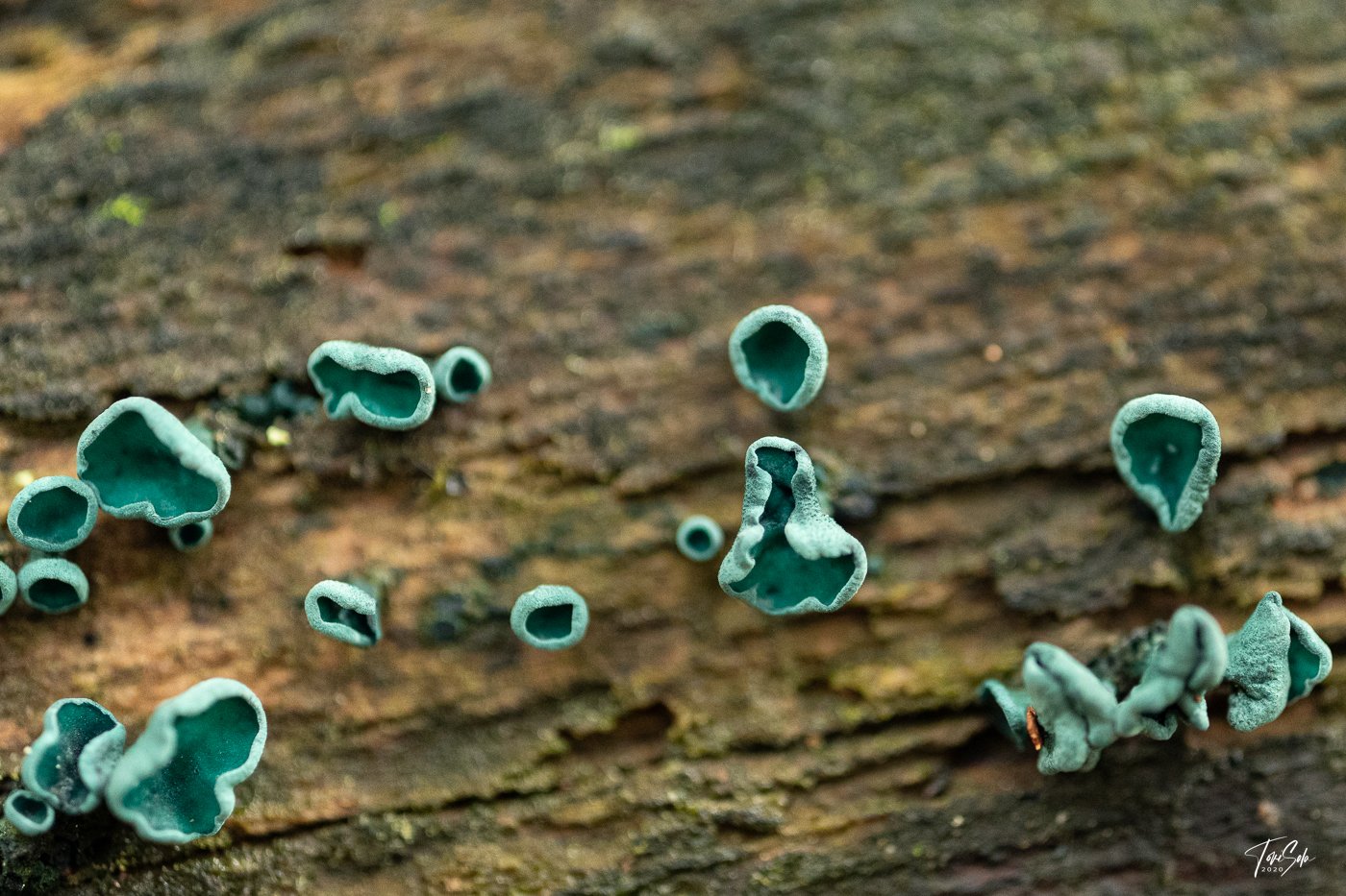 35ADEAAD C675-4B6C-A108-AB1AE024FBE3